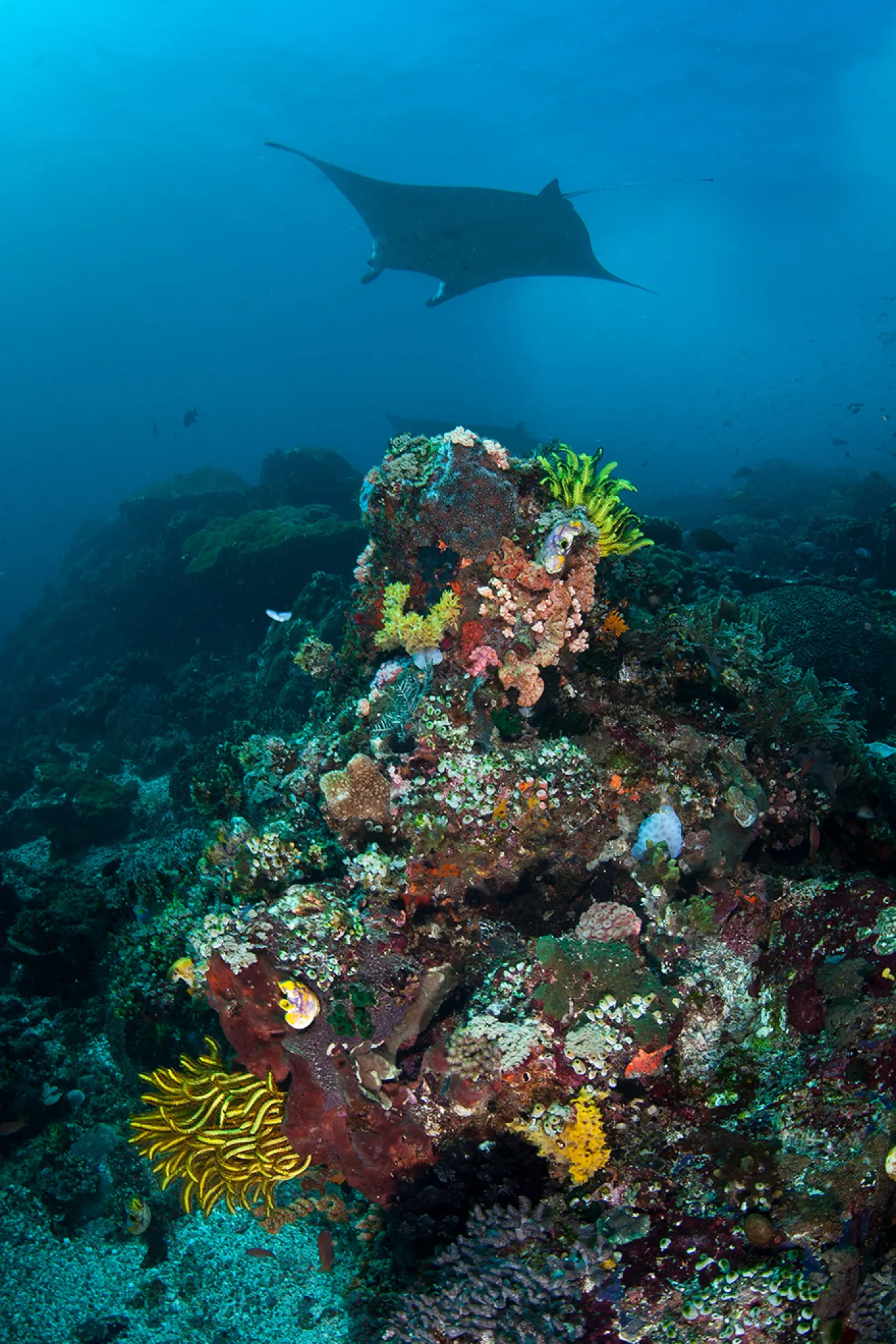 A giant oceanic manta ray gracefully soars above the colorful reefscape near Komodo, Indonesia.