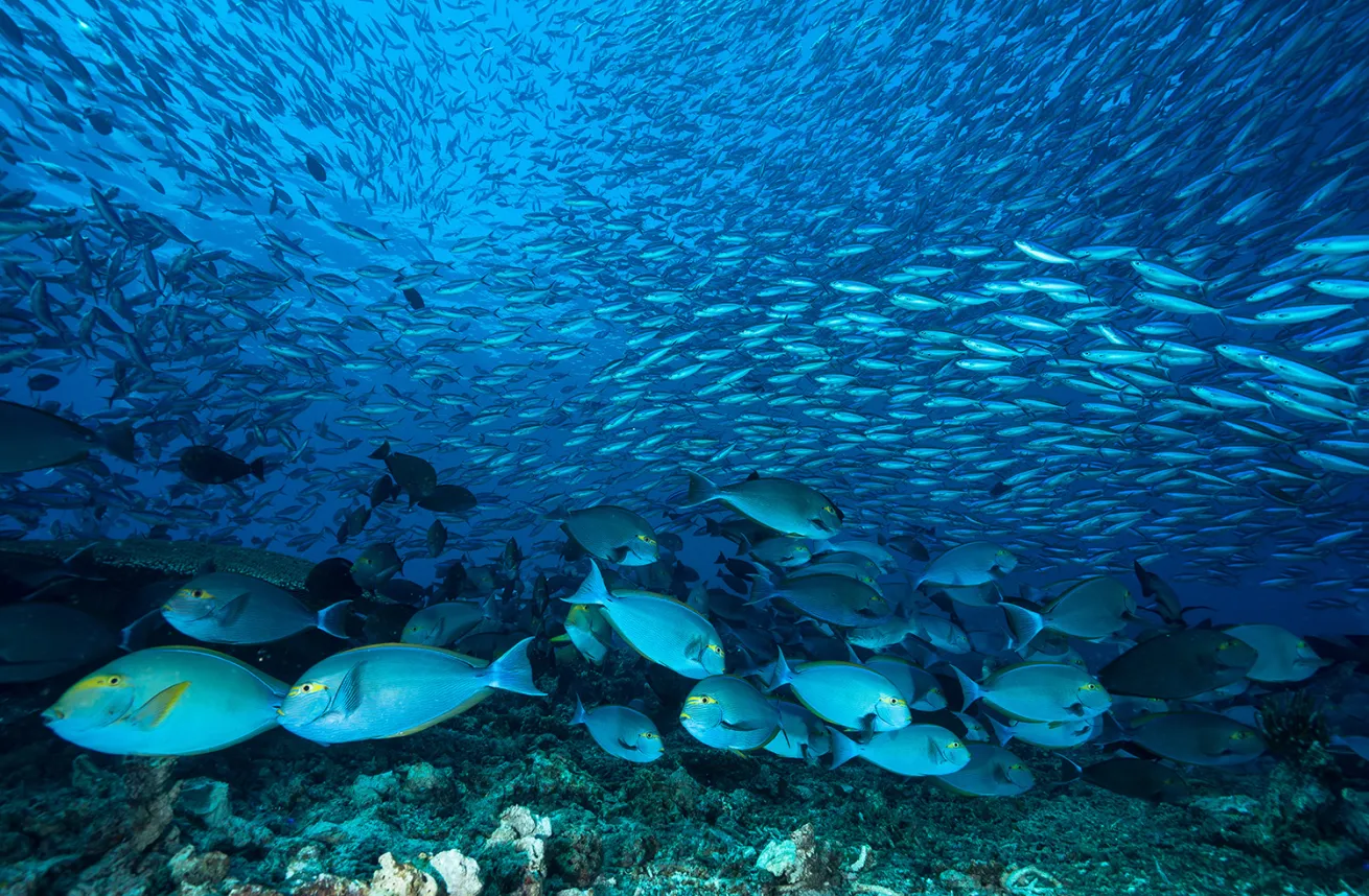 Large school of blue surgeon fish swimming over reef in ocean blue water with colourful colors
