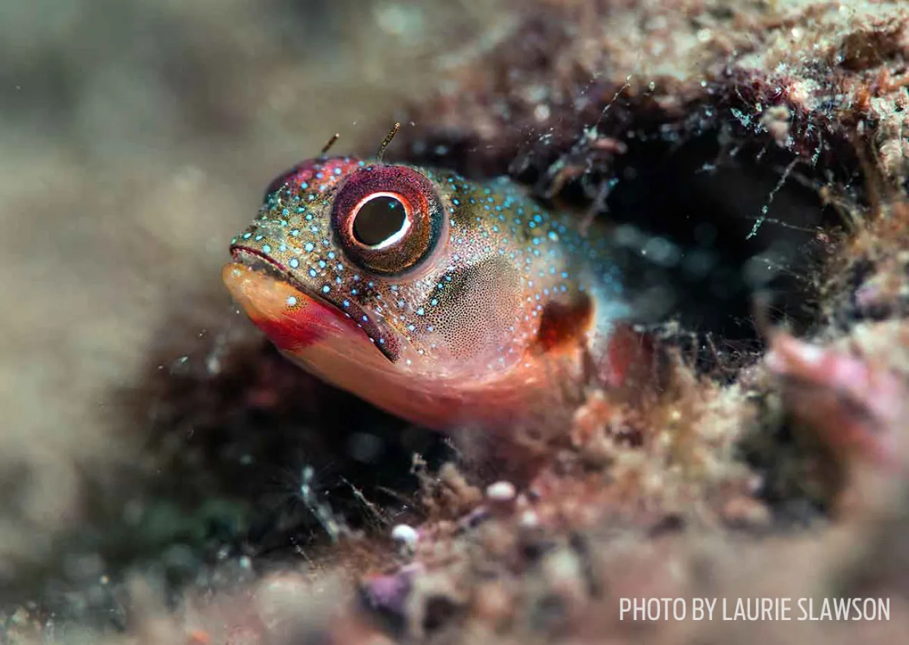 signal blenny mexico