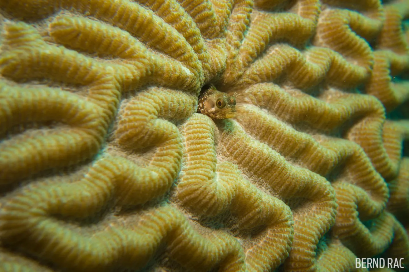 blenny underwater St. Lucia