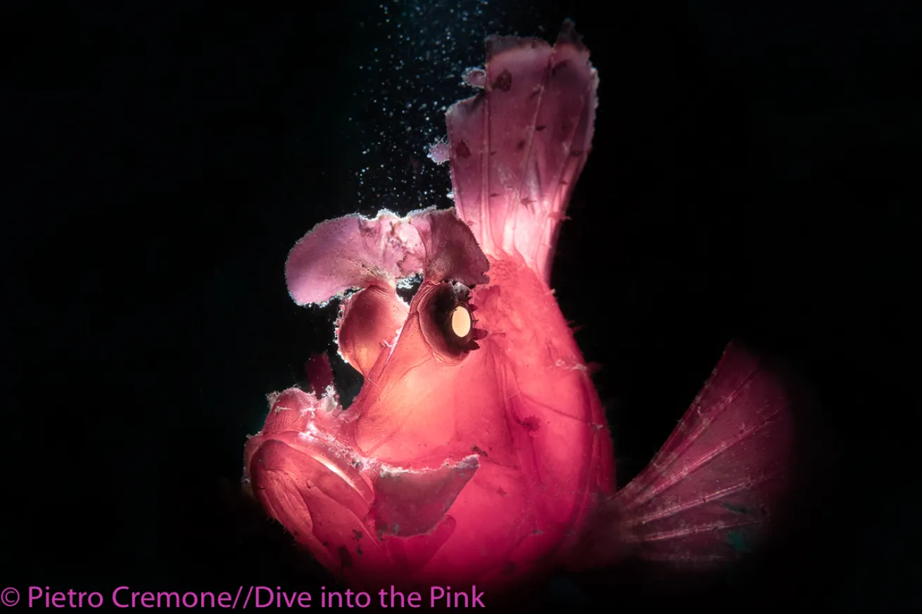 Think Pink 2019 Photo Contest