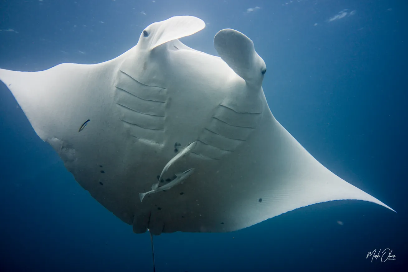 Manta Ray Australia 