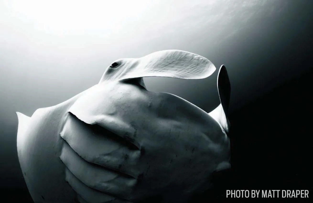 manta ray black white australia
