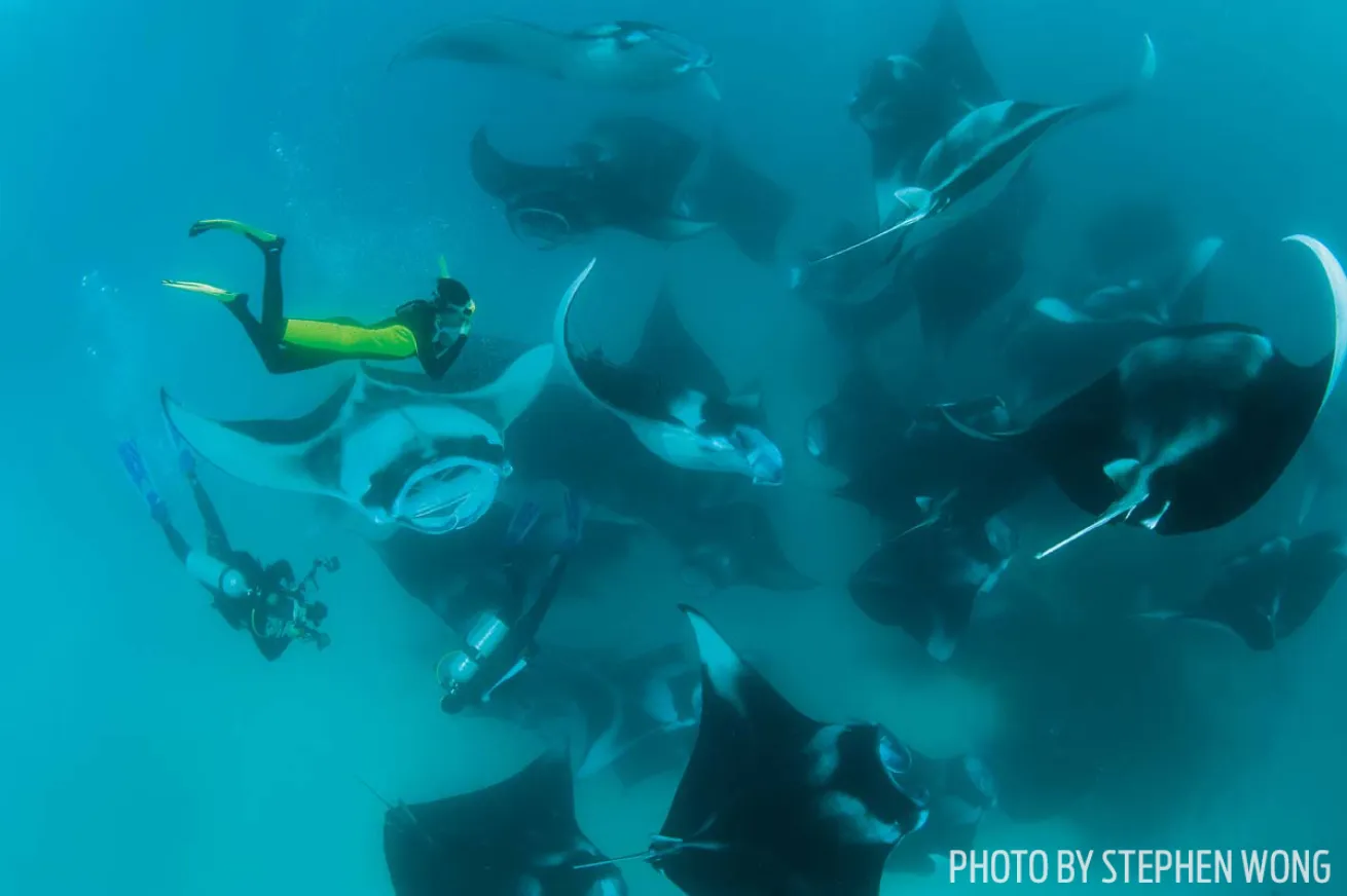 Manta rays maldives photo