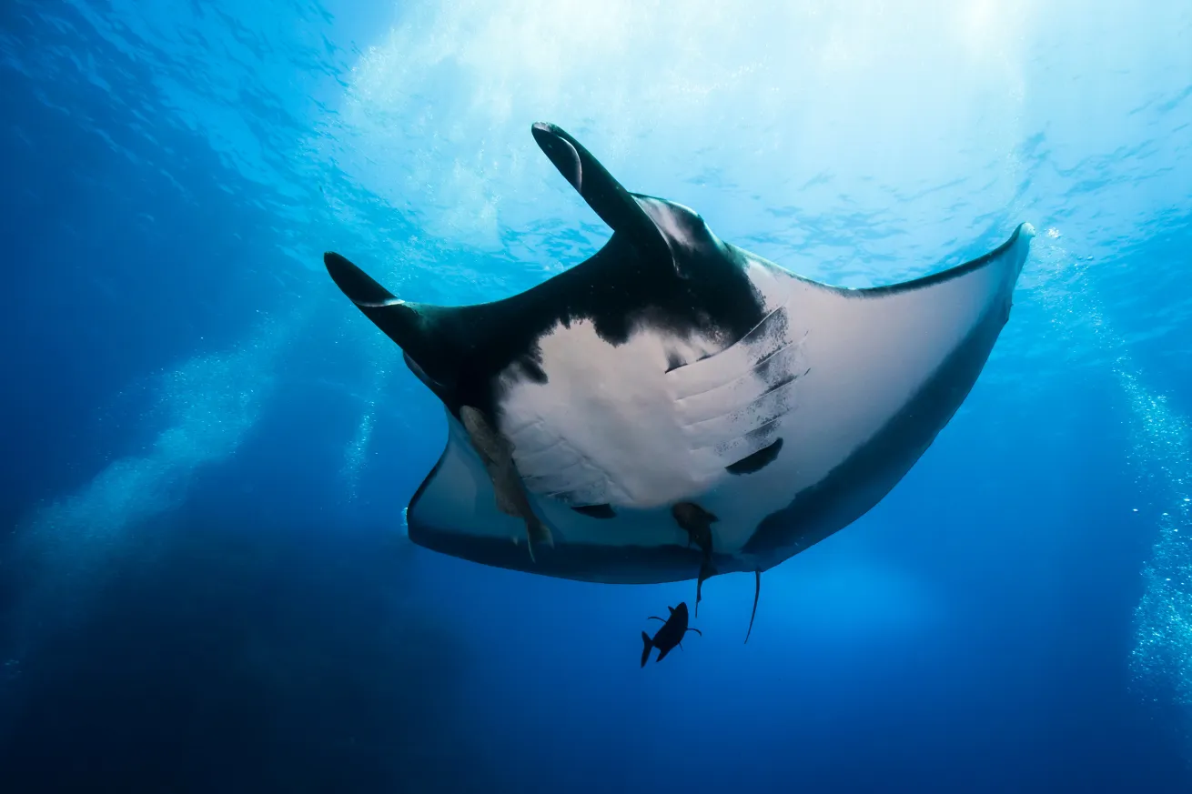 Oceanic manta ray cruising by in Socorro islands