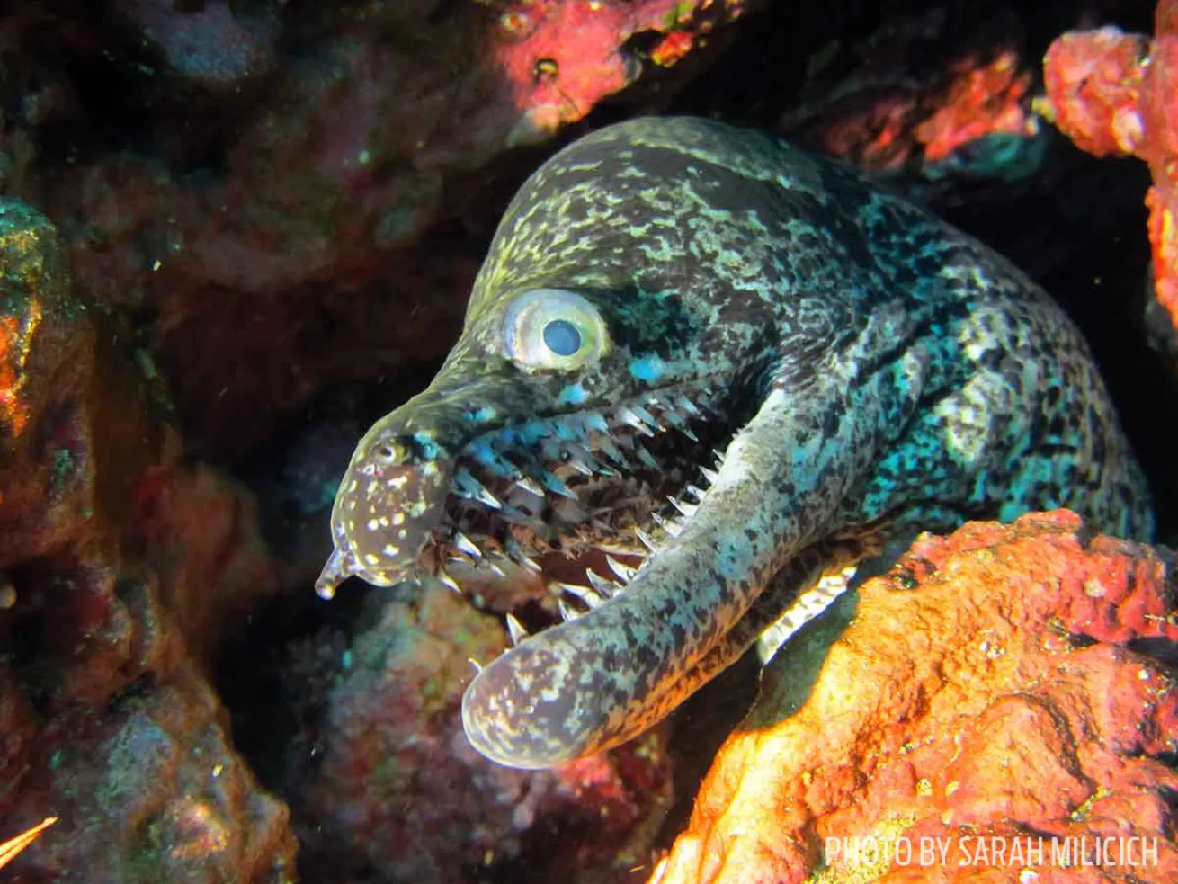moray eel new zealand