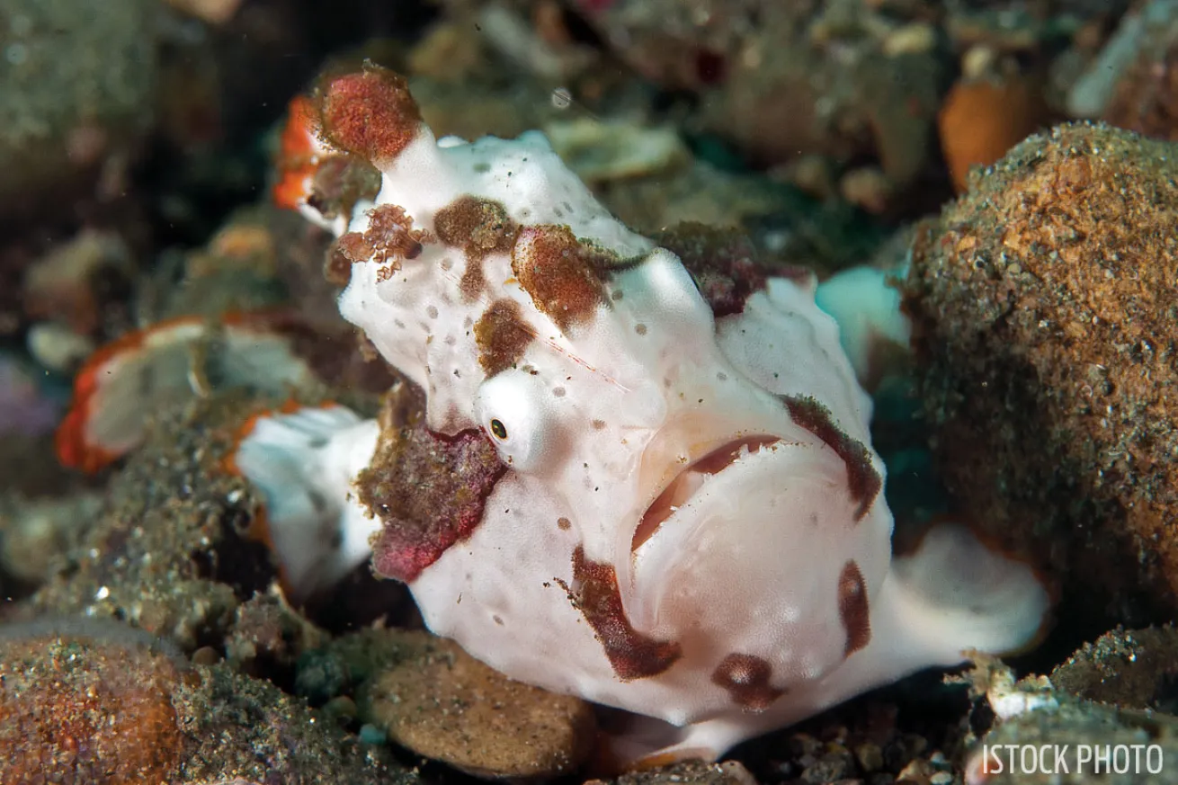 Frogfish Indonesia