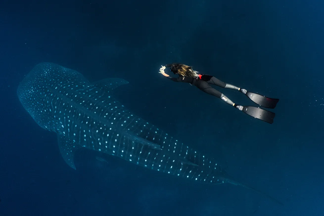 whale shark freediver galapagos