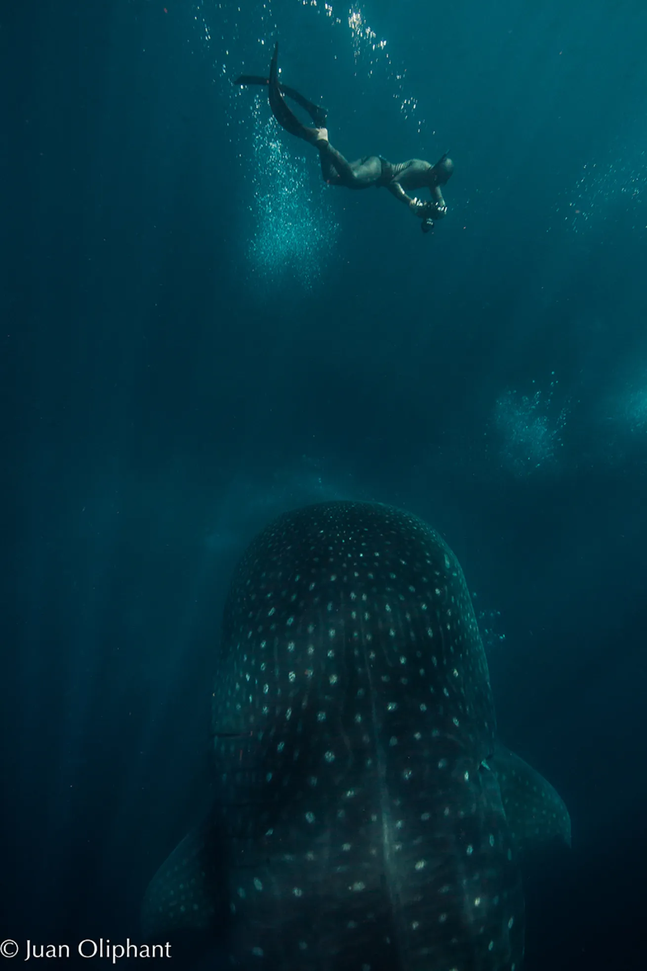 freediving whale shark galapagos 