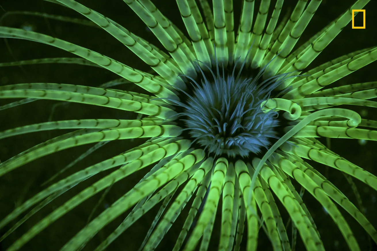 2017 National Geographic Nature Photographer of the Year