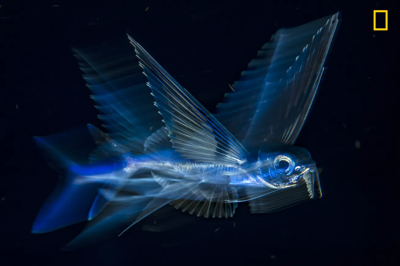 2017 National Geographic Nature Photographer of the Year 