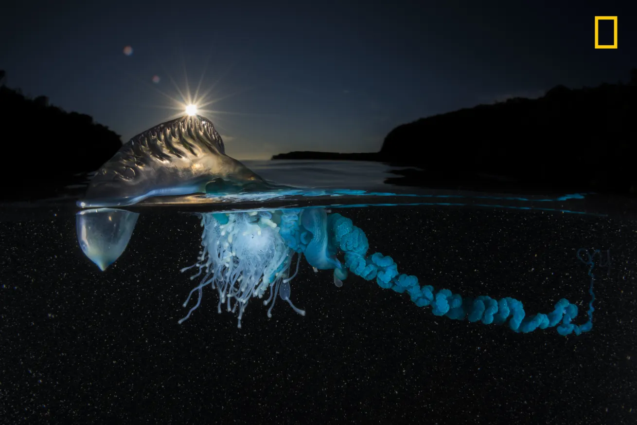 2017 National Geographic Nature Photographer of the Year