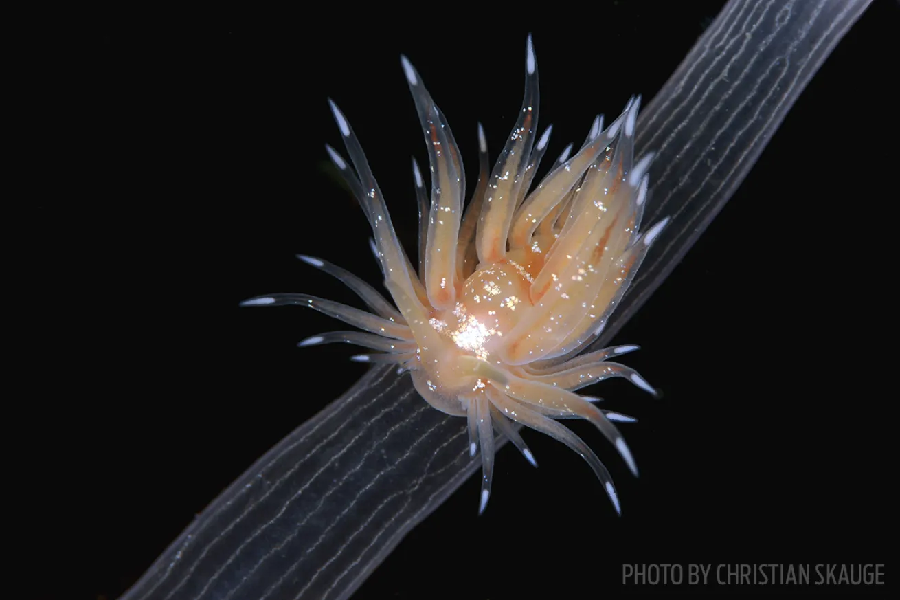 nudibranch discovery