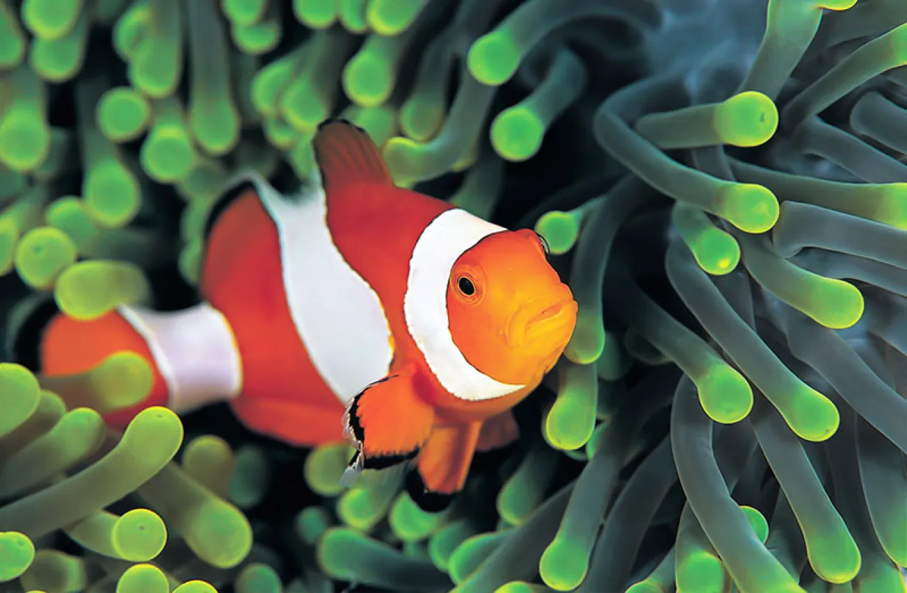 clownfish or anemonefish
