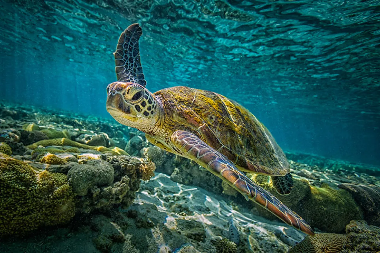 green sea turtle