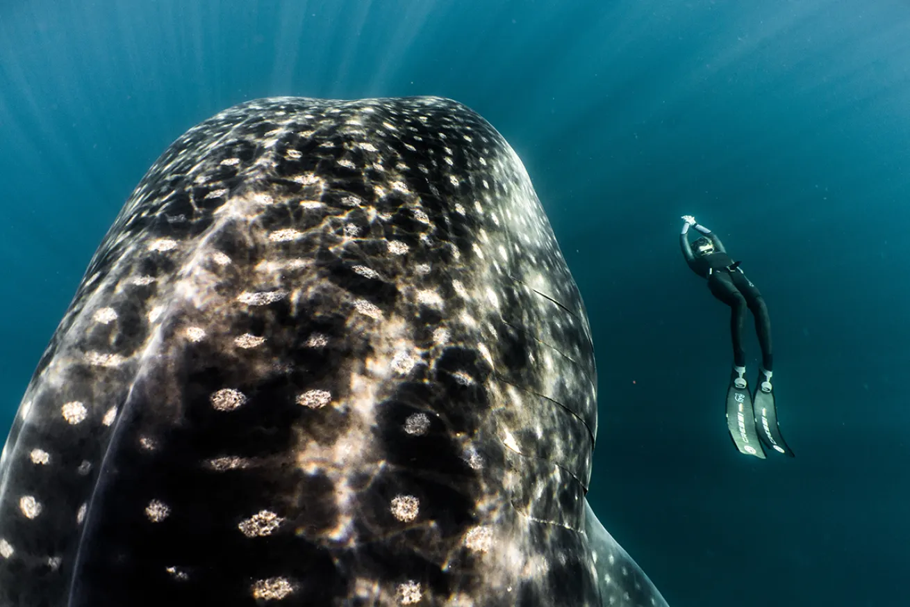 whale shark cressi galapagos
