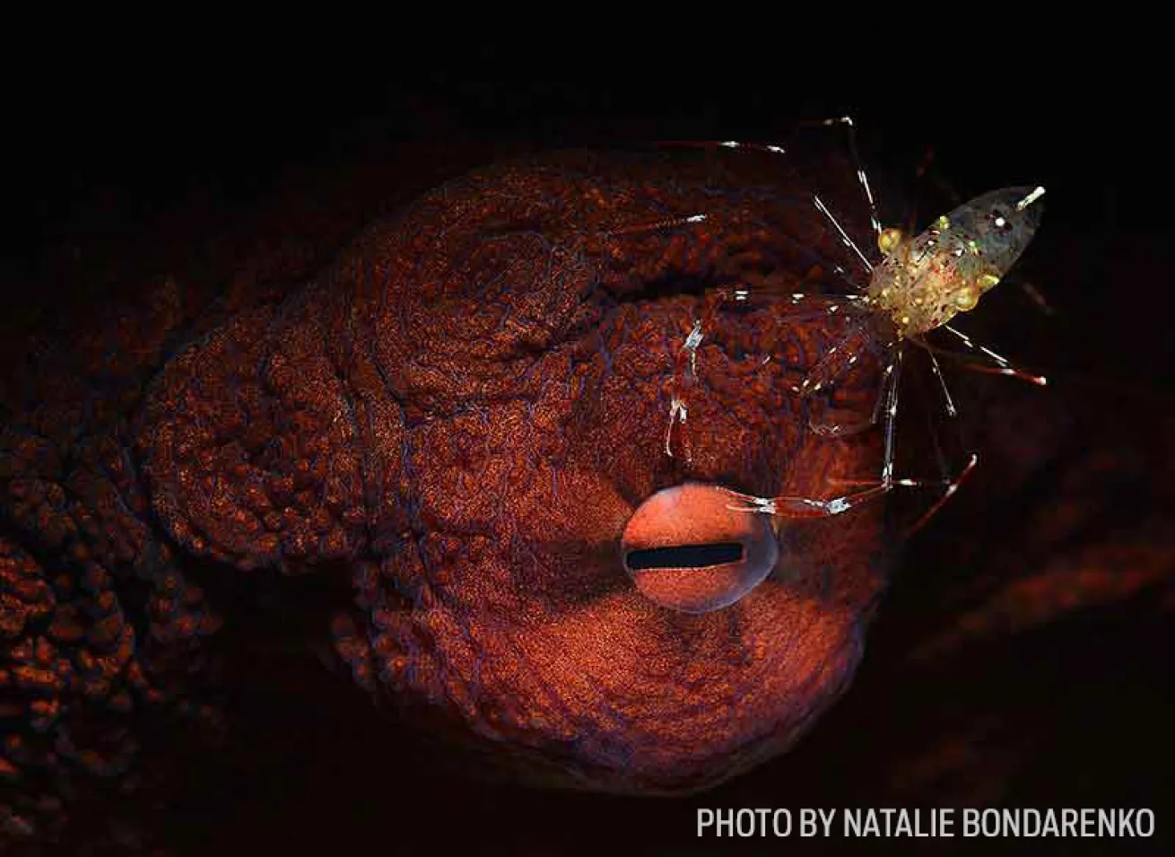 giant octopus photo
