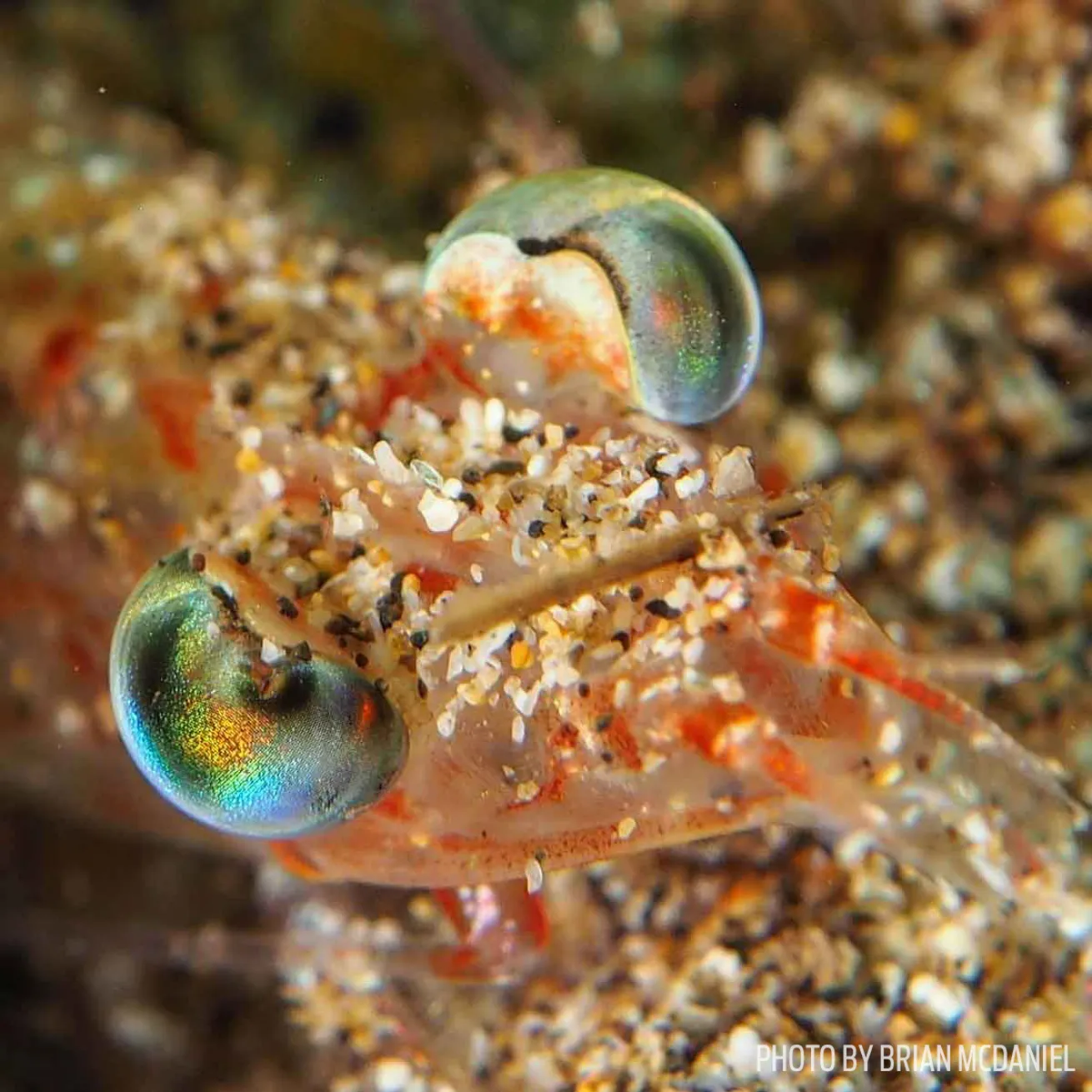 beaked shrimp hawaii