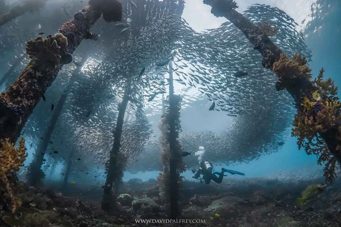 raja ampat pier fish school