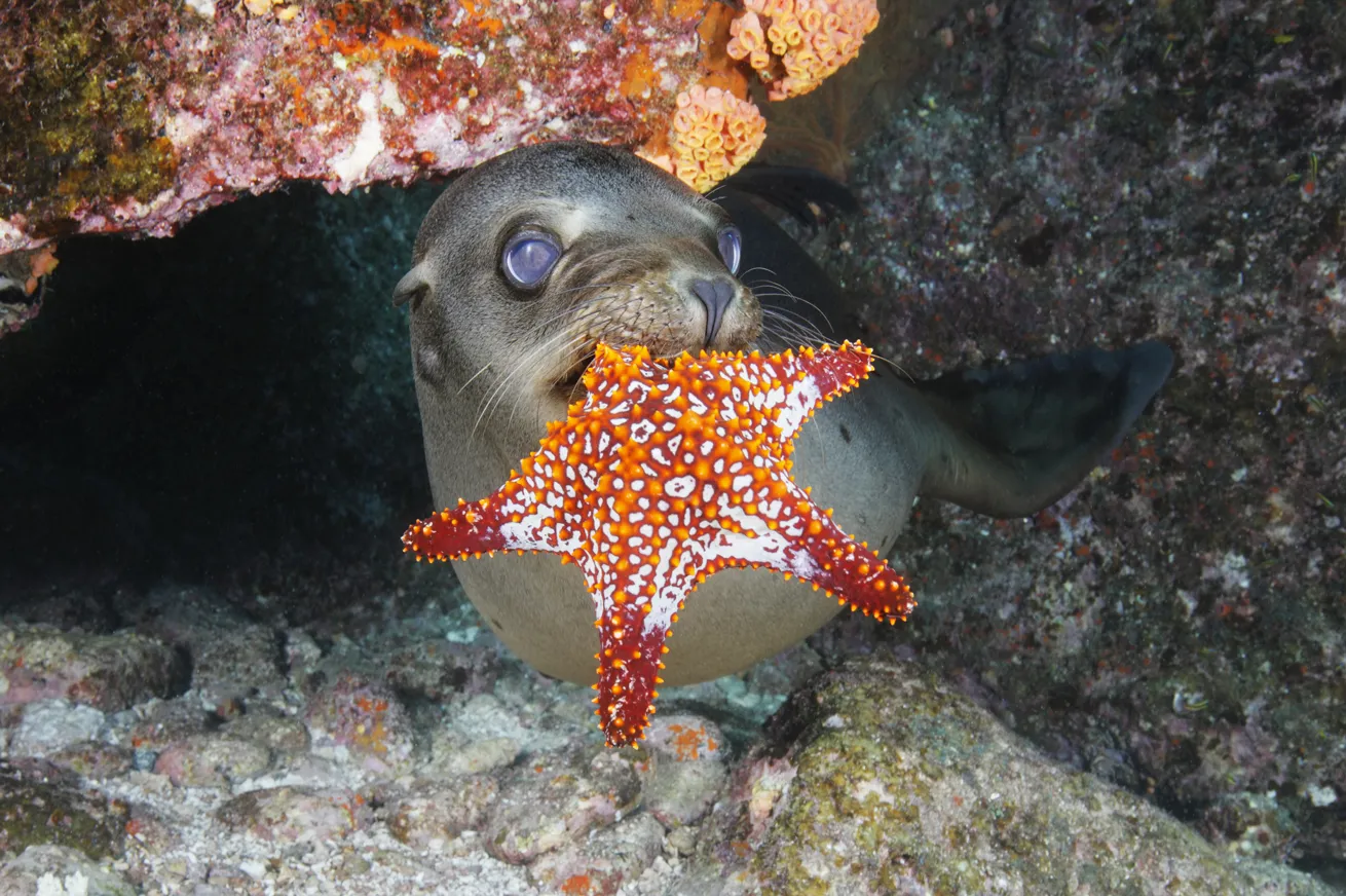 A California sea lion plays with a sea star off La Paz.