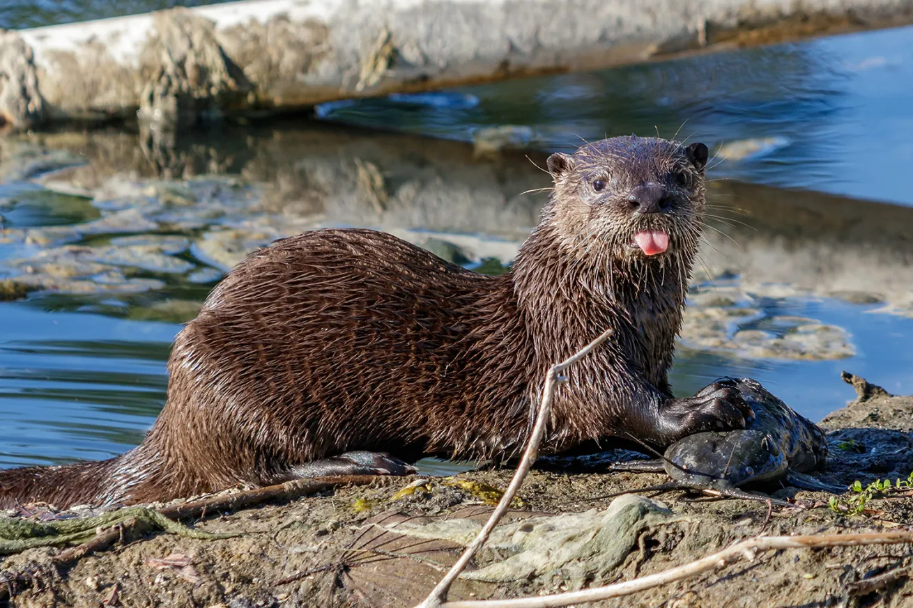 juvenile north american river otter