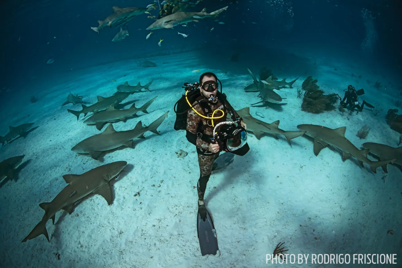 scuba diving photography tiger beach 