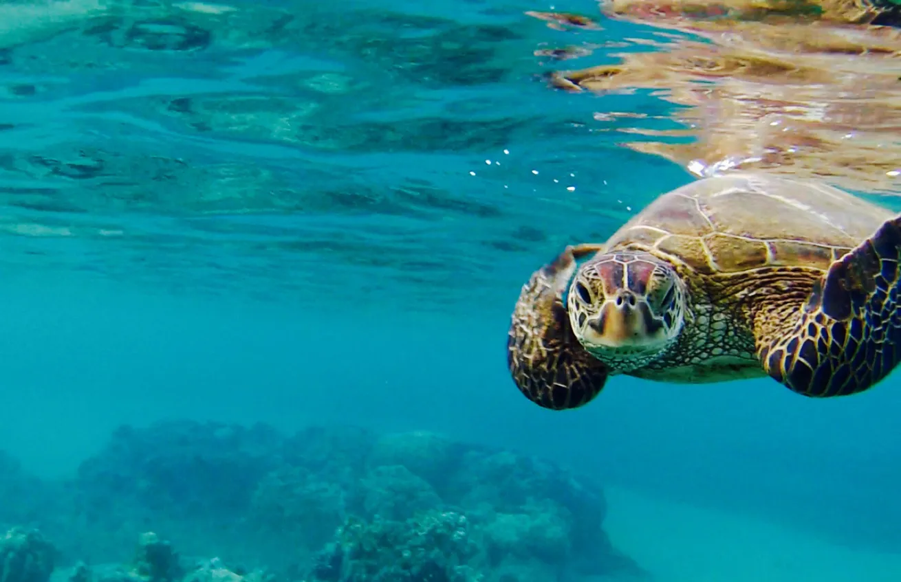 Sea Turtle Hawaii 