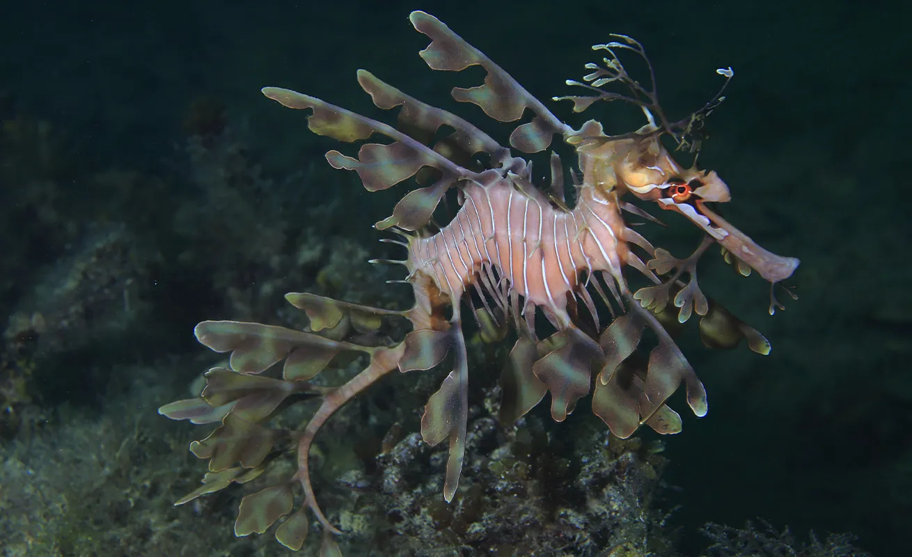 A leafy sea dragon swimming in Australian waters.