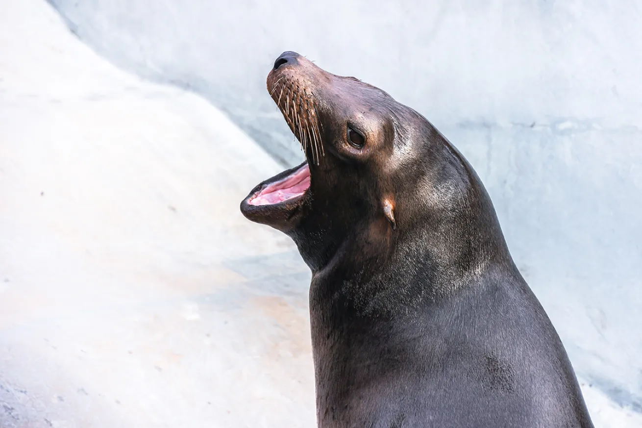 Seal with an open mouth