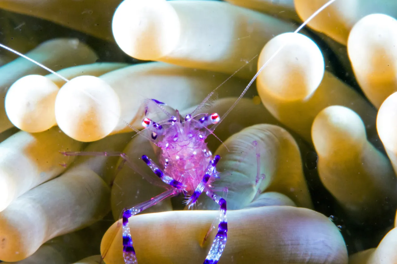 Anemone Shrimp Underwater Photography 