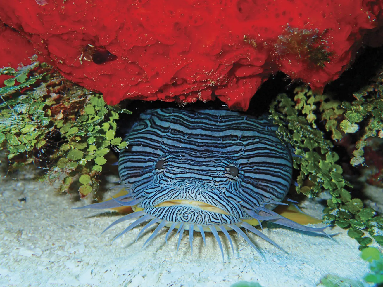 The endemic splendid toadfish