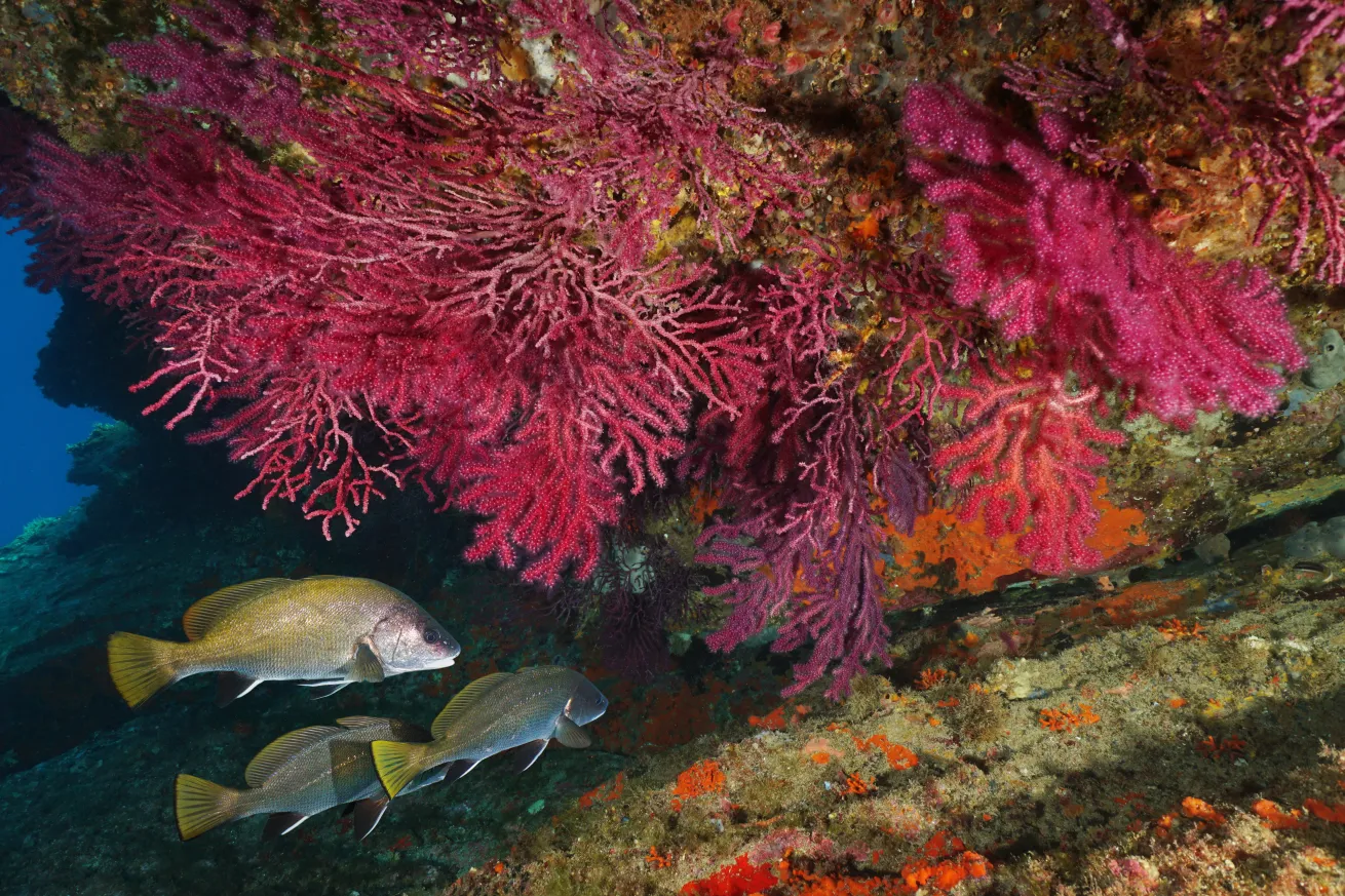 Red gorgonian soft coral with corb fish underwater Mediterranean sea, Cap de Creus, Costa Brava, Catalonia, Spain