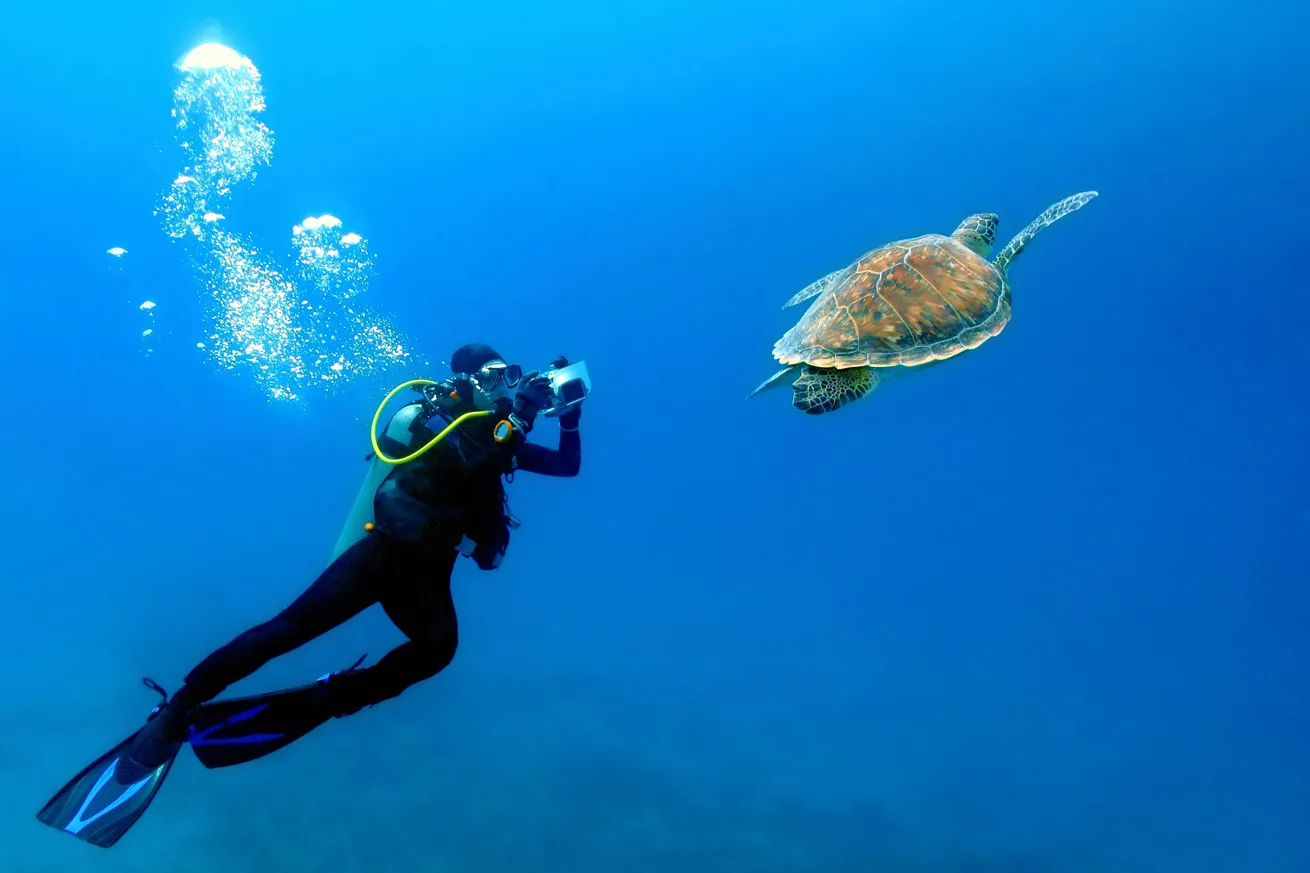 Green sea turtles are abundant in Bonaire, particularly in proximity to seagrass.
