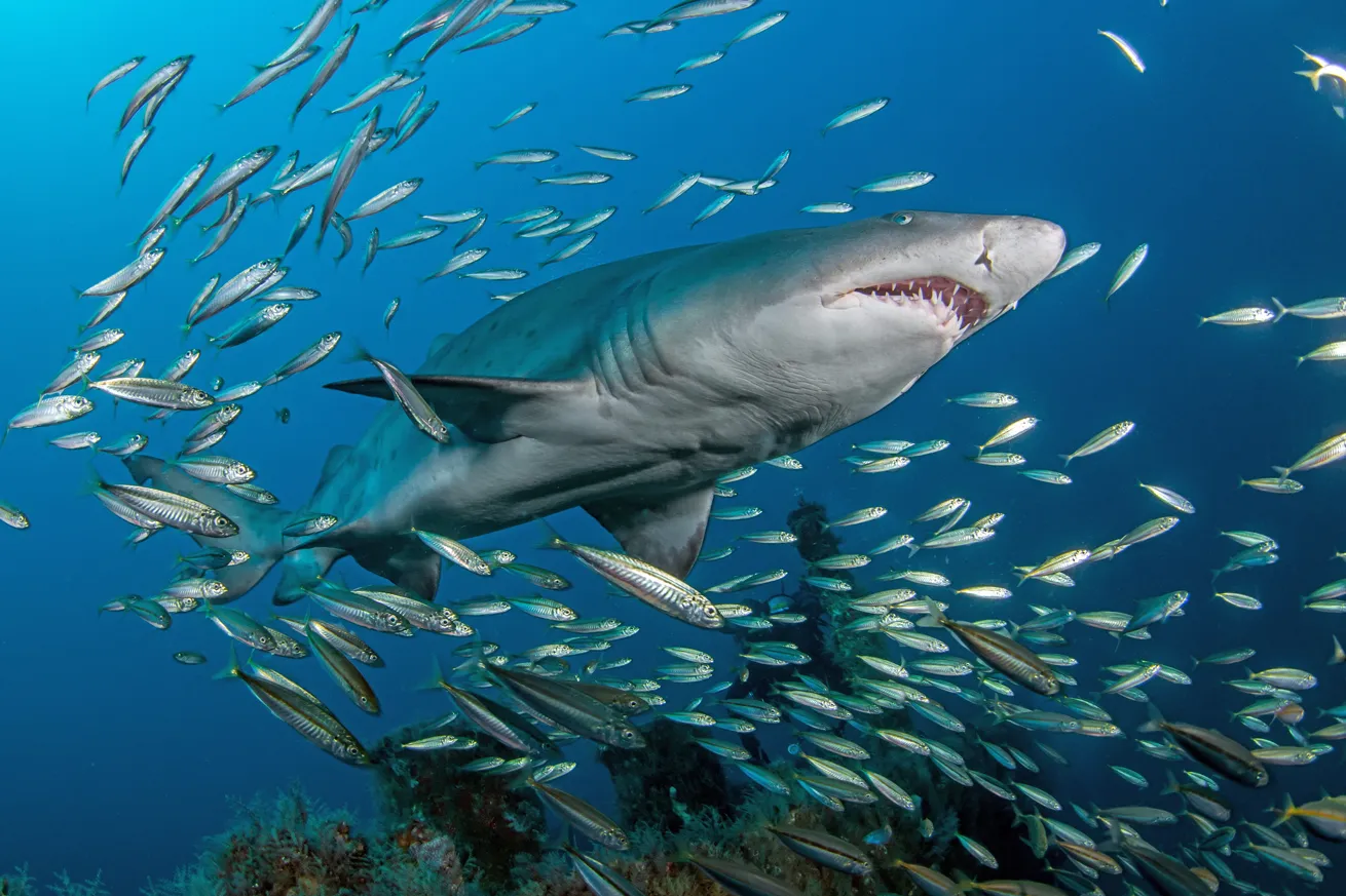 Conservation efforts have resulted in a boom in North Carolina’s sand tiger population.