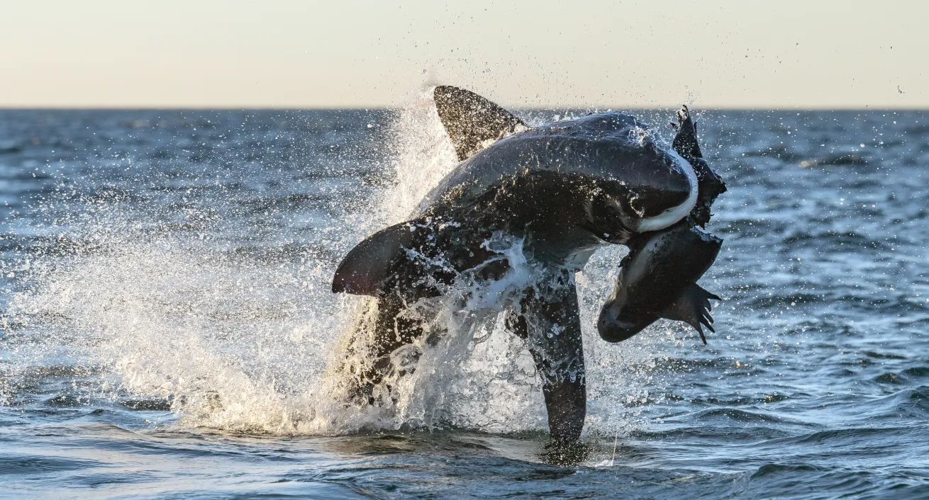 great white breaching out of water capturing a sea lion