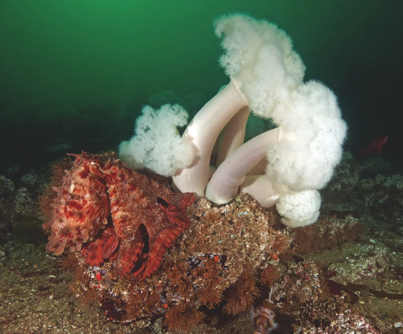 A giant Pacific octopus poses beside a plumose anemone in British Columbia.