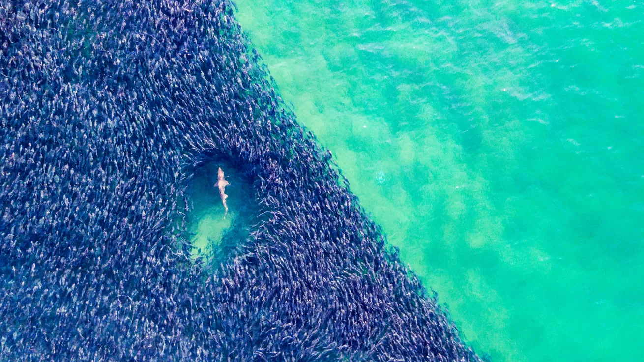a shark swims through a bait ball of fish