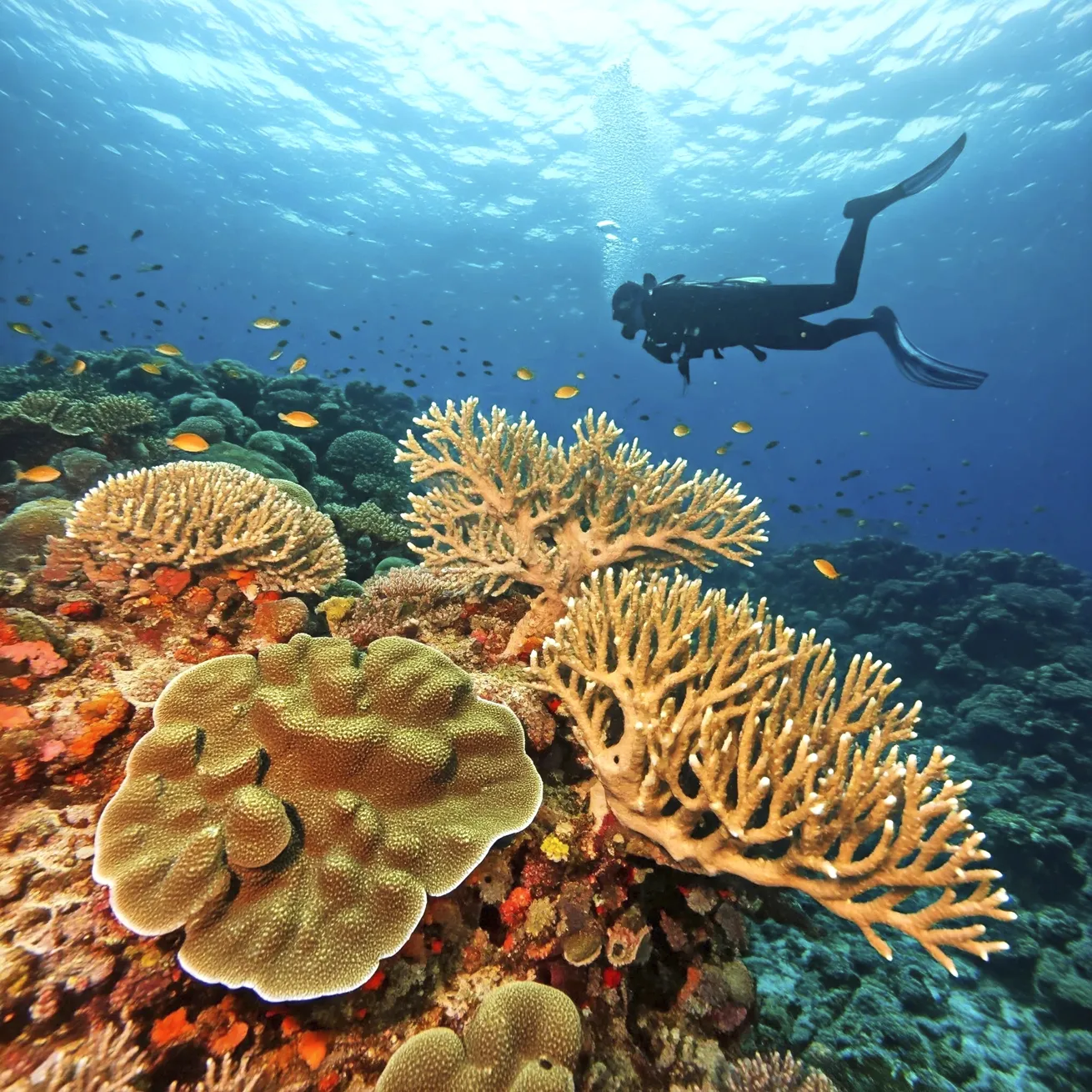 A diver hovers close to a pair of thriving staghorn corals. Indonesia’s healthy reef conditions help nurture the biodiversity this region is best known for.