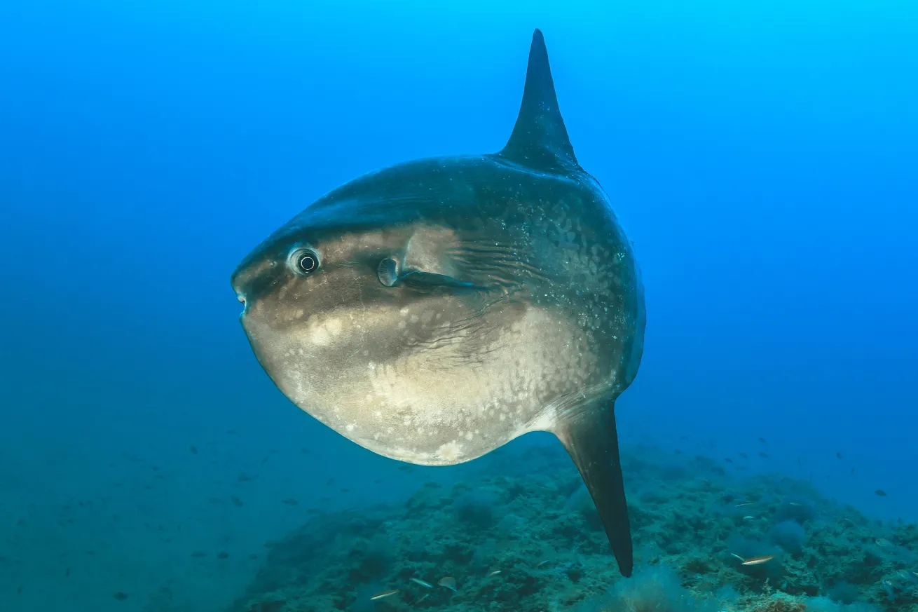 Mola mola can be found in the waters surrounding the Costa Brava.