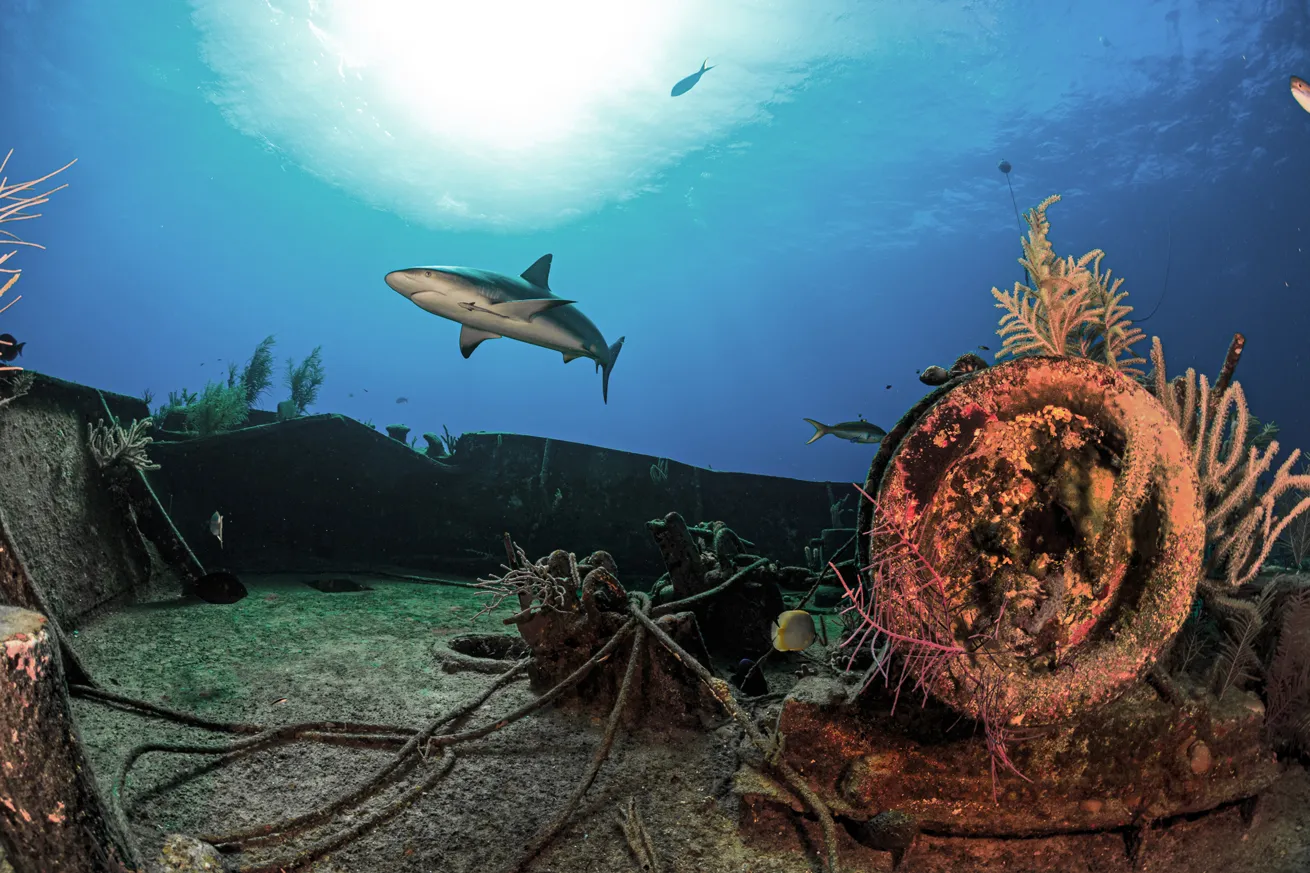 Caribbean reef shark sightings are practically guaranteed when you dive in the Bahamas.