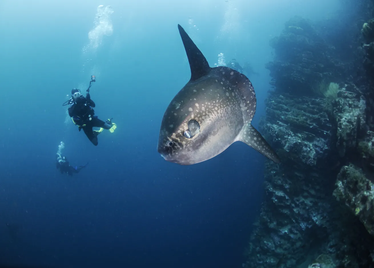 Ocean sunfish are notoriously shy, but with a little patience, they often will approach divers, like this one did at Punta Vicente Roca, a dive site in the Galapagos.