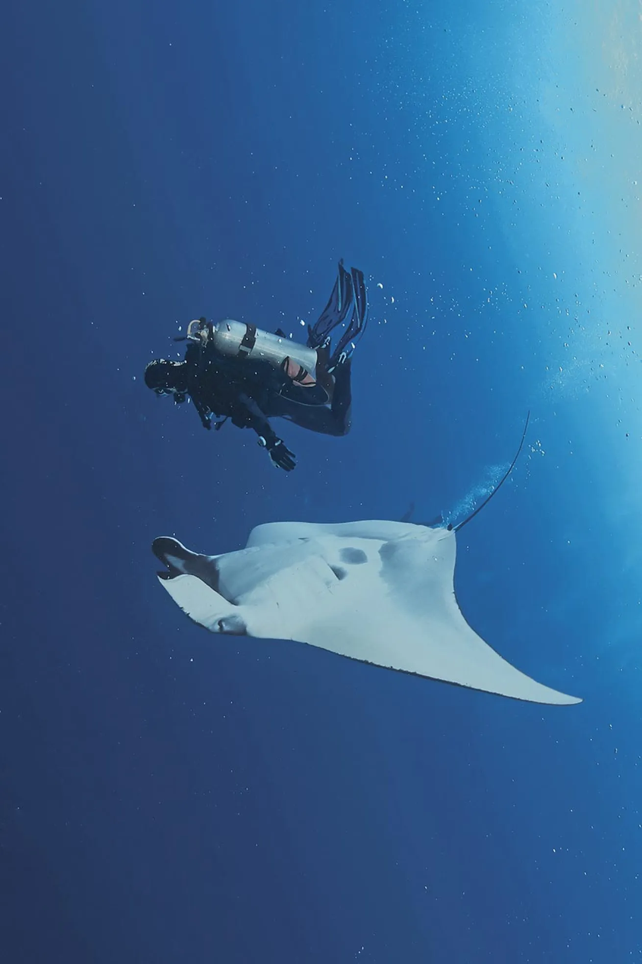 manta ray spottings are common in the Galapagos Islands, where the gentle giants are often found riding the currents.