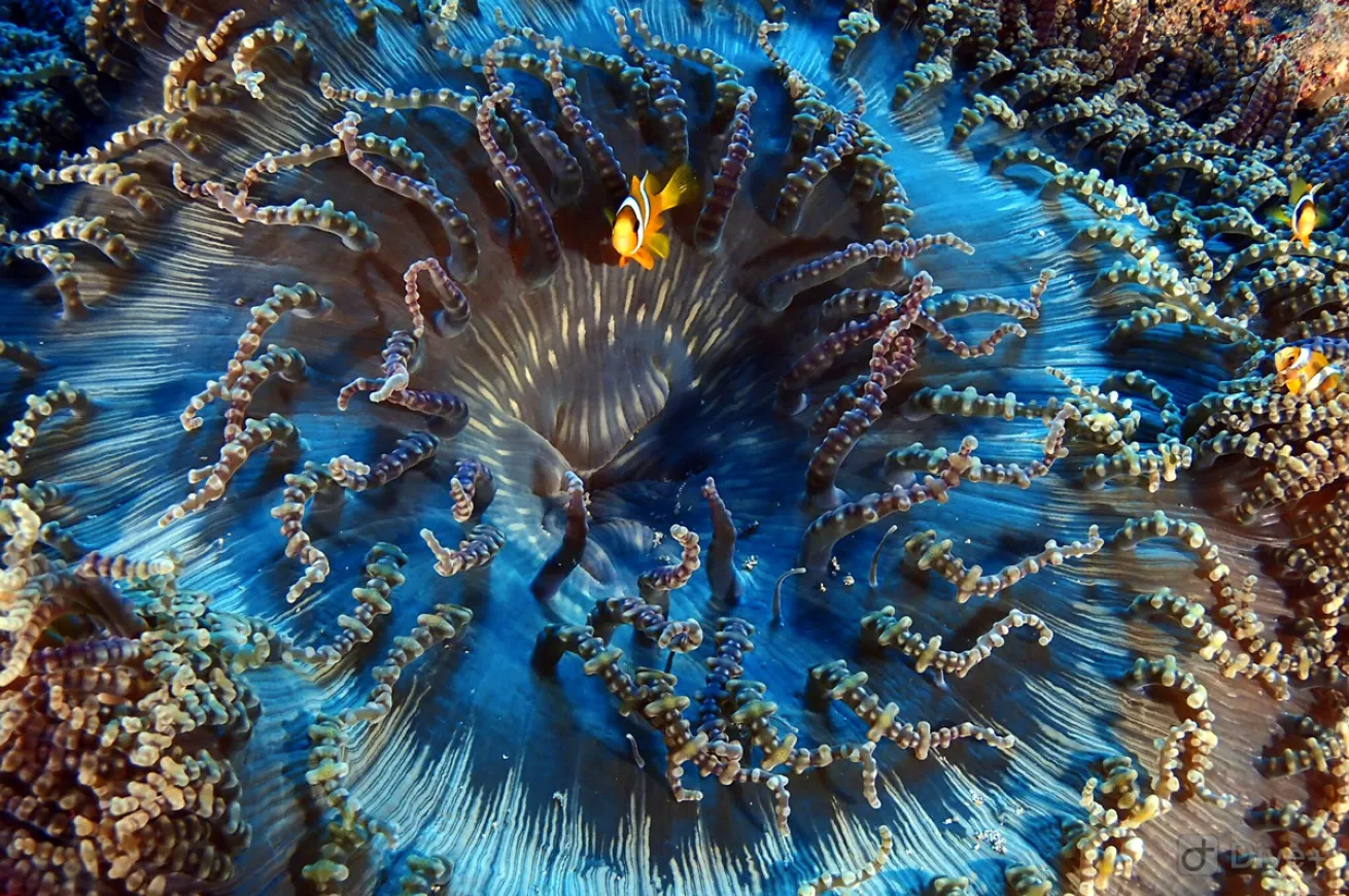 clownfish indonesia 