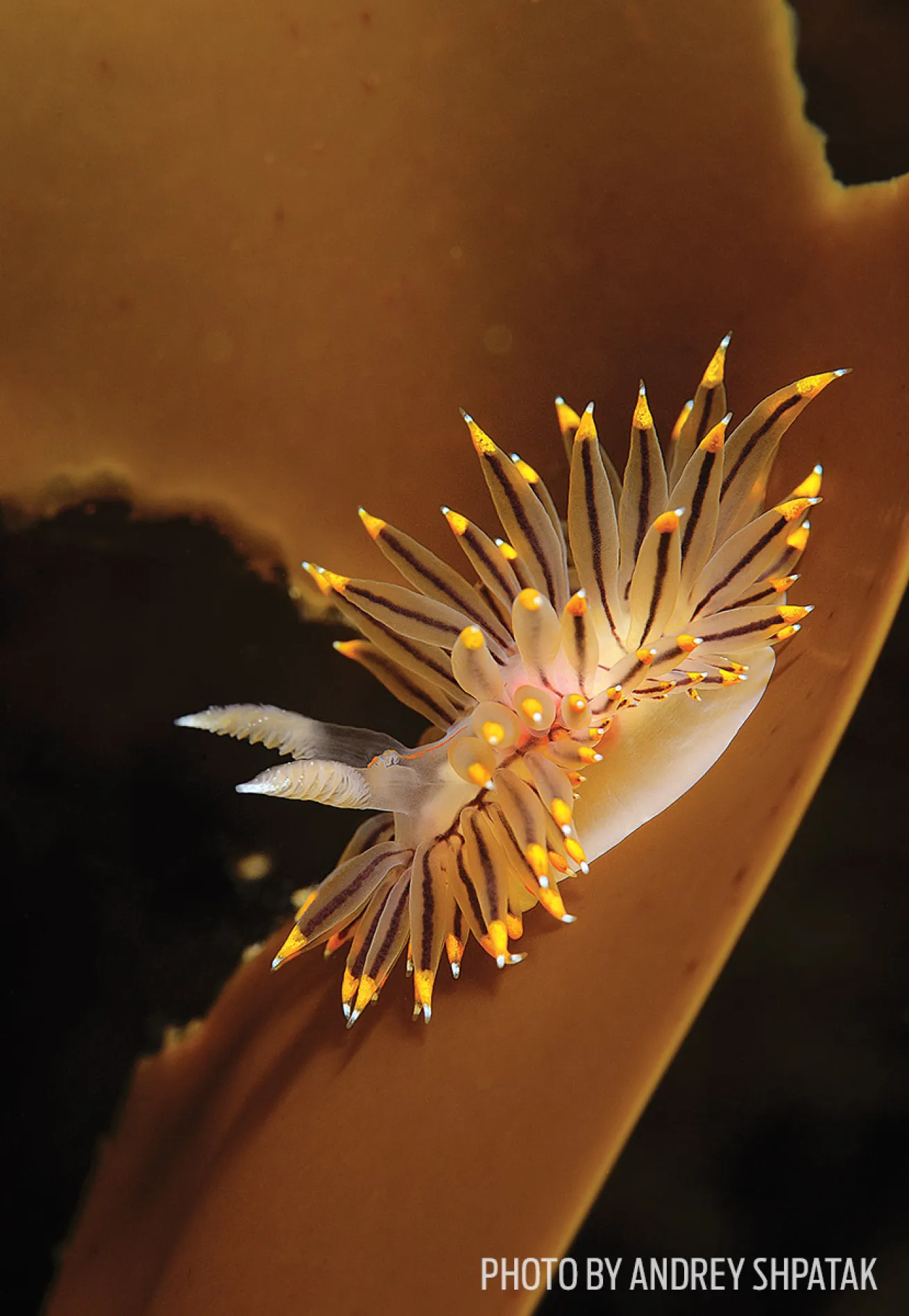 japan underwater photography 