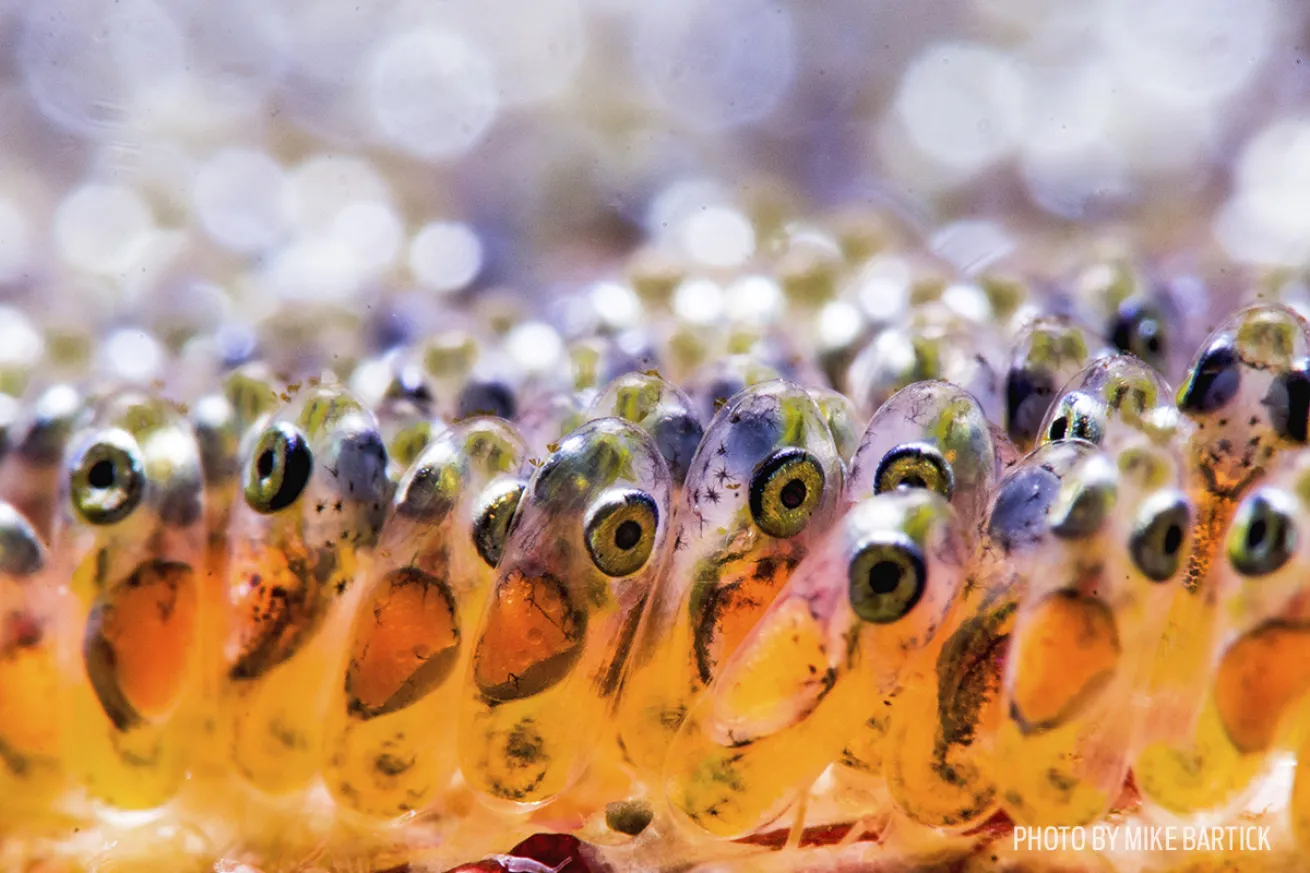 philippines underwater photography 