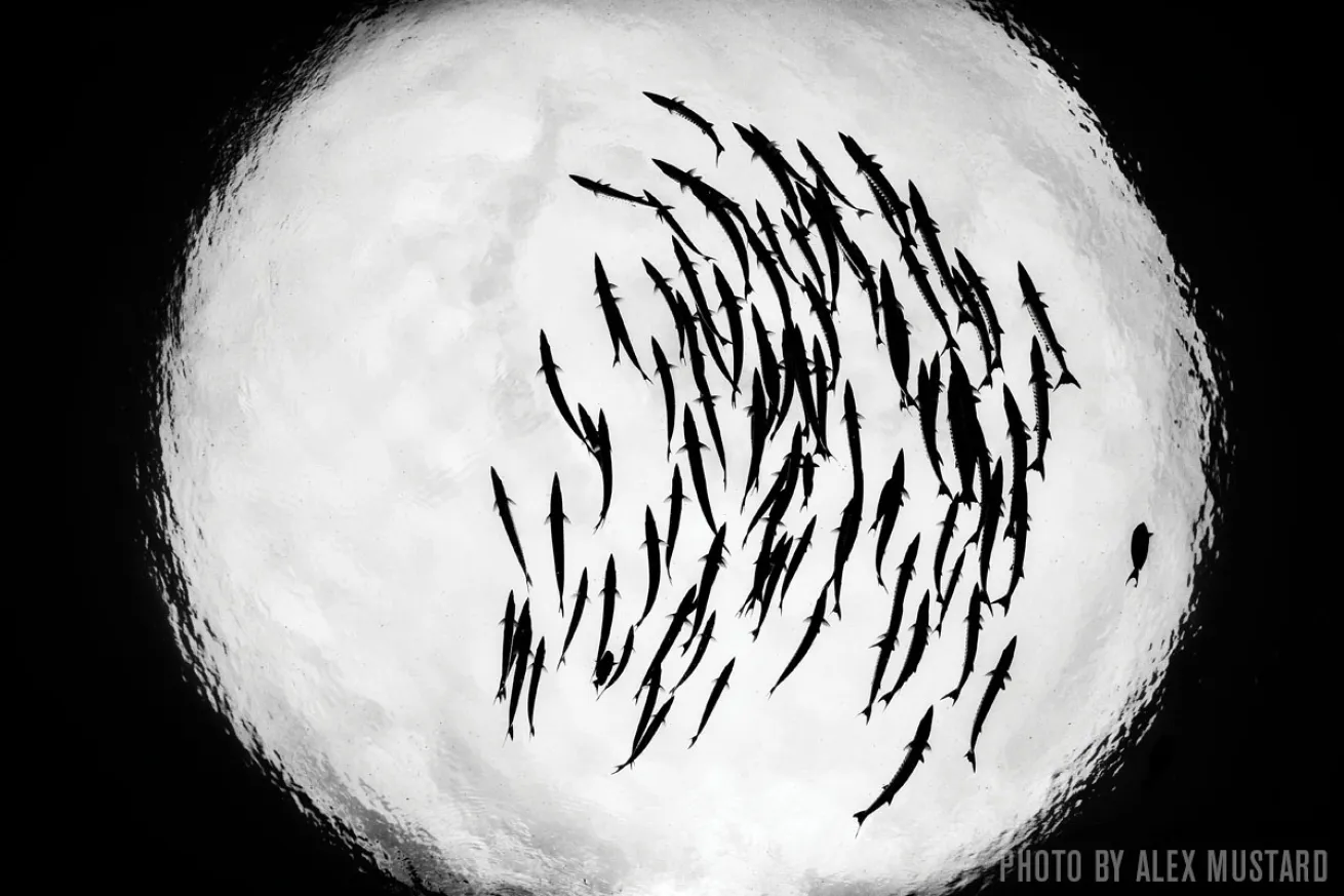 schooling fish, Raja Ampat