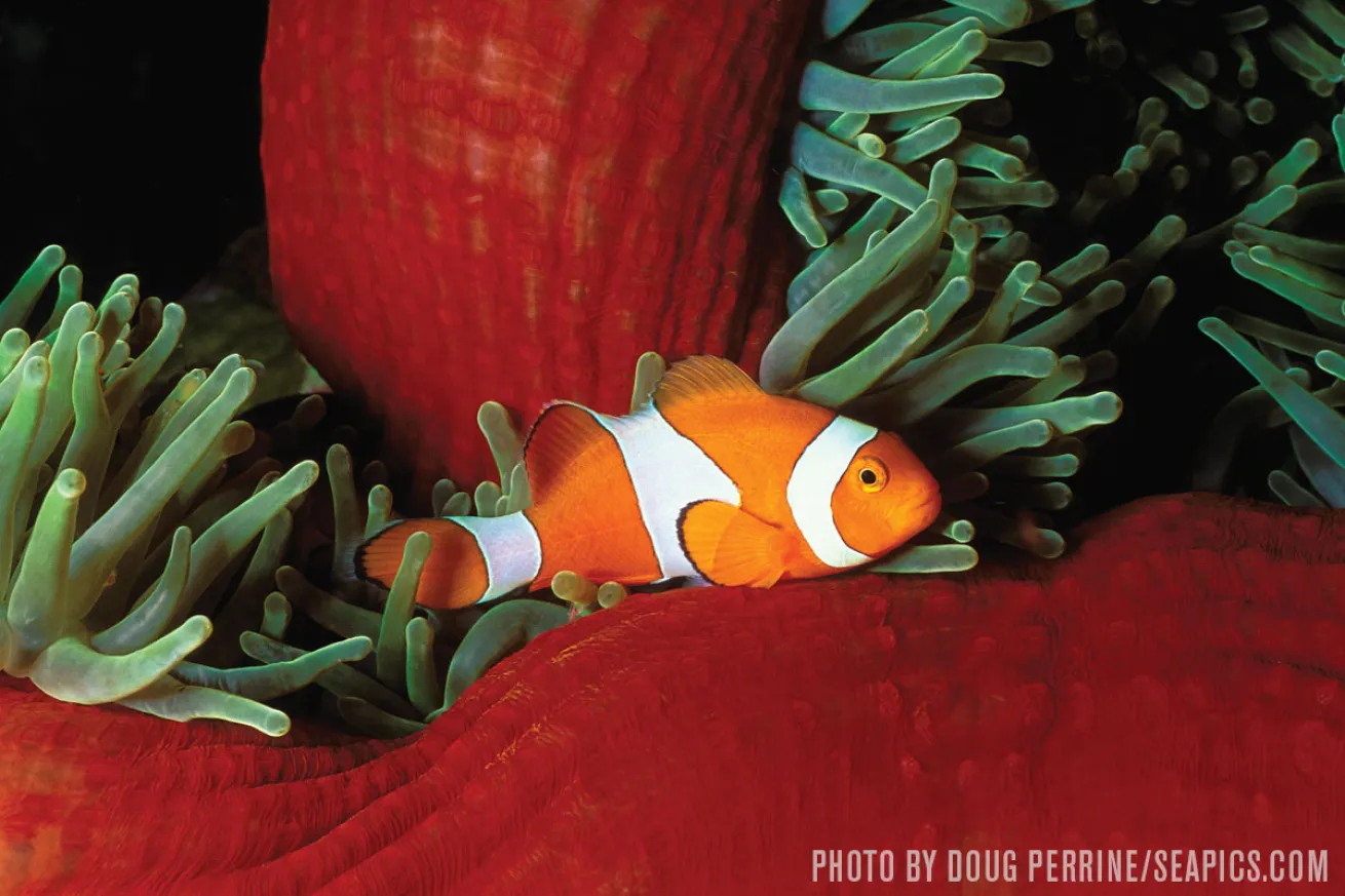 ￼￼￼￼False clown anemonefish