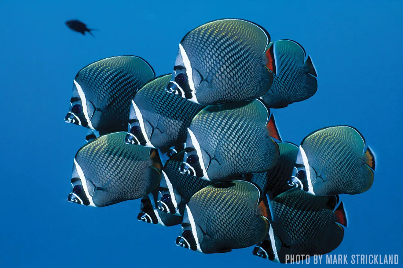Butterflyfish Thailand 