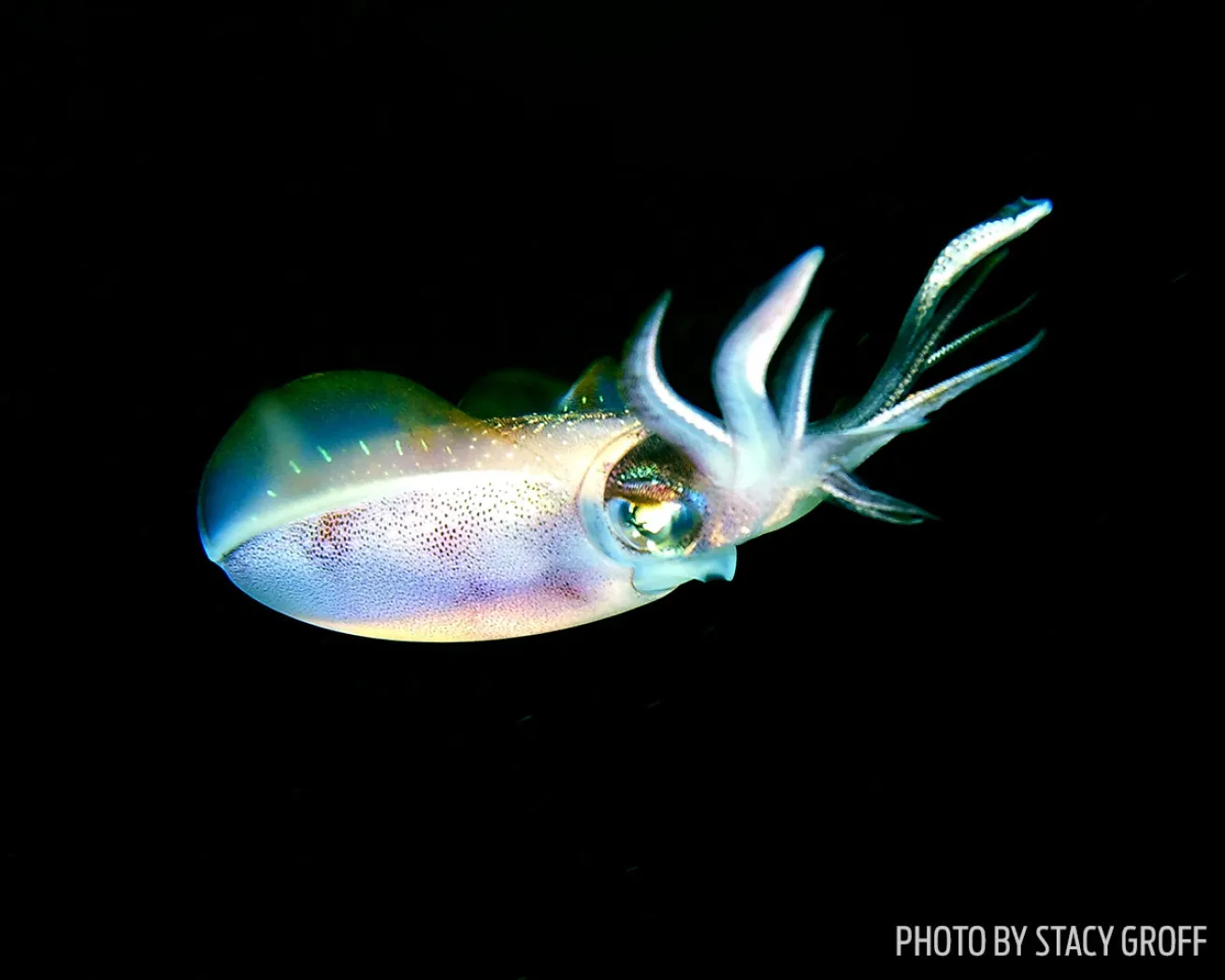 Squid at Night
