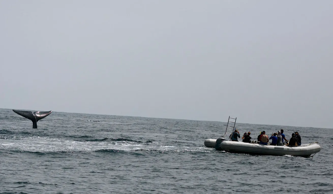 blue whale fluke
